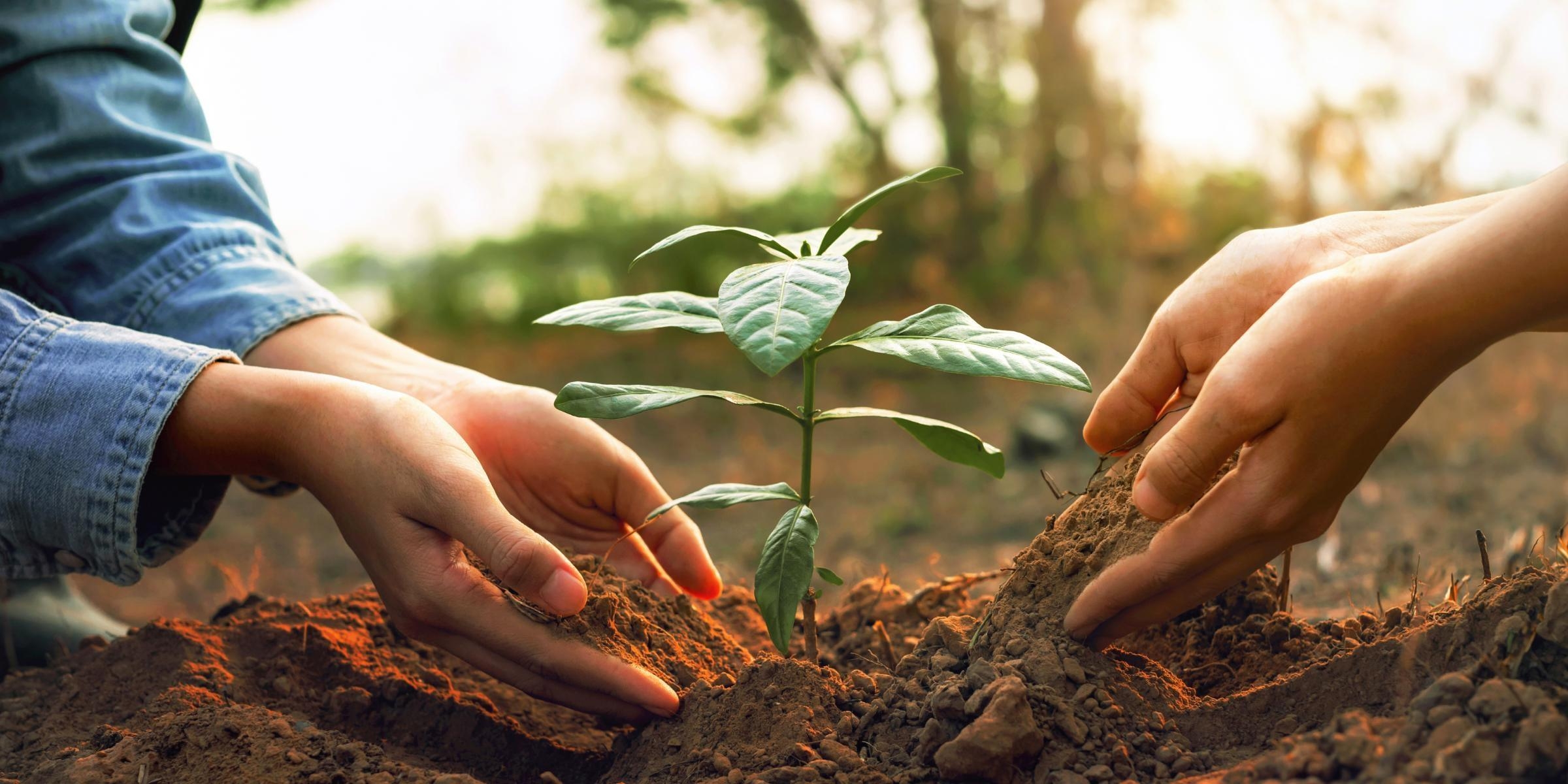 Para a Araujo Abreu, o Dia do Meio Ambiente é todo dia